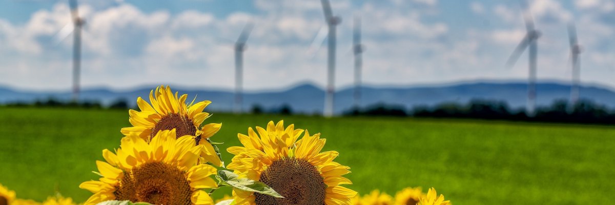 Eine reihe strahlend gelber Sonnenblumen im Vordergrund, verschwommen im Hintergrund sind Windräder zu erkennen