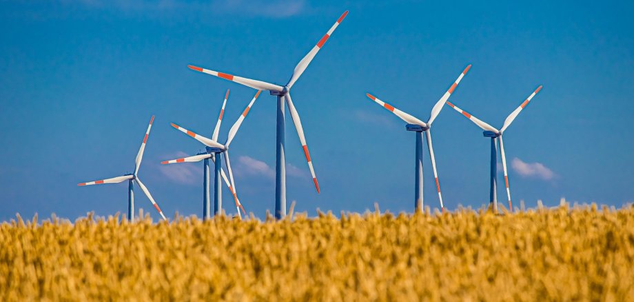 Weizenfeld vor Windkrafträdern, dahinter blauer Himmel