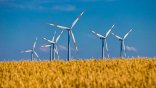Weizenfeld vor Windkrafträdern, dahinter blauer Himmel