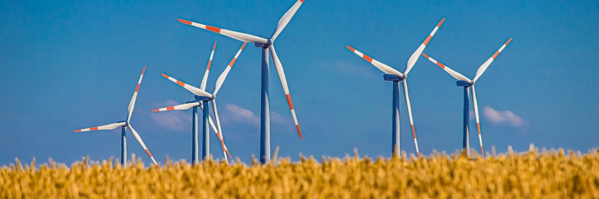 Weizenfeld vor Windkrafträdern, dahinter blauer Himmel