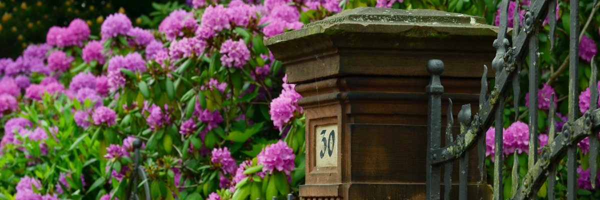 Rhododendron hinter schmiedeeisernem Zaun