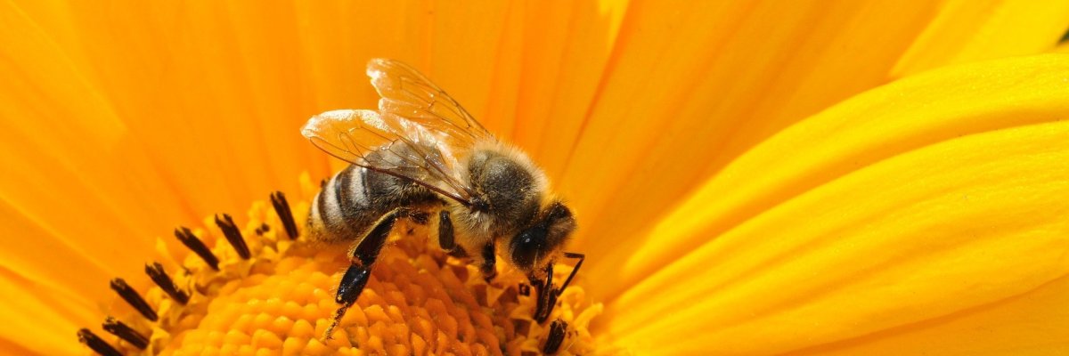 Biene im Inneren einer gelben Sonnenblume