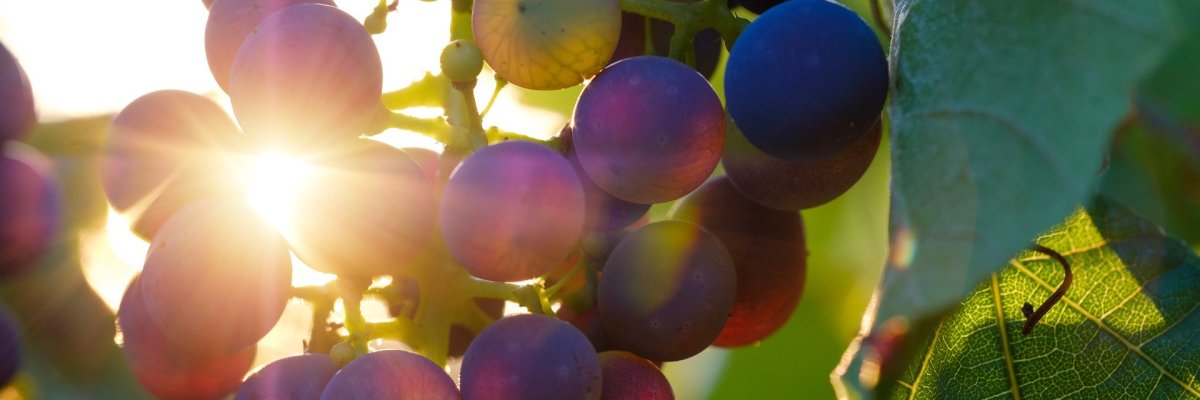 Sonnenlicht scheint durch dunkle Weintrauben