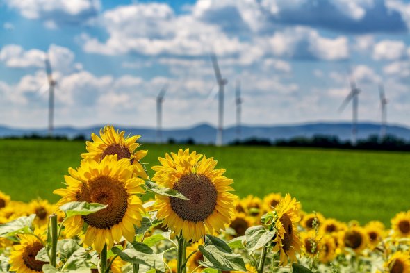 Eine reihe strahlend gelber Sonnenblumen im Vordergrund, verschwommen im Hintergrund sind Windräder zu erkennen
